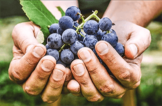 Resveratrol